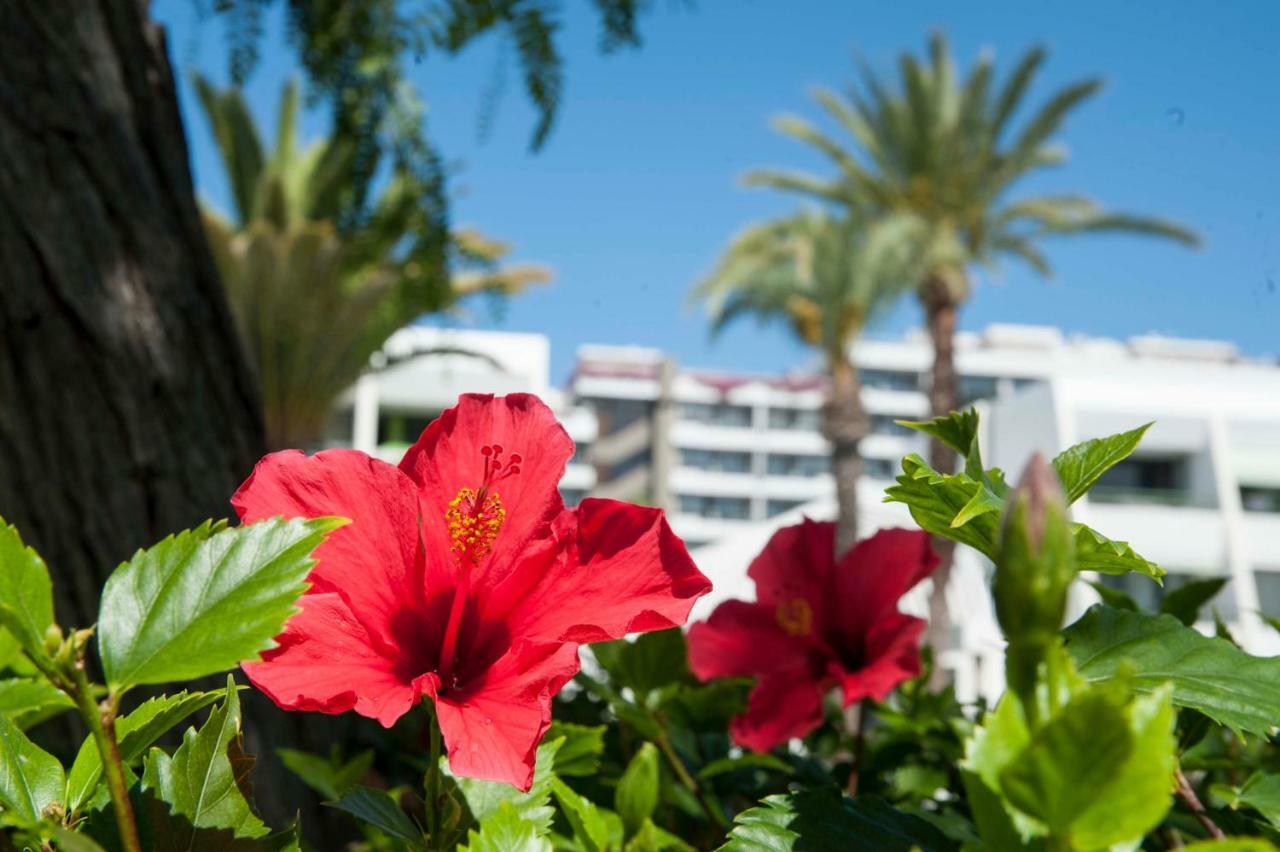Optimist 1 Apartment Playa de las Americas  Luaran gambar